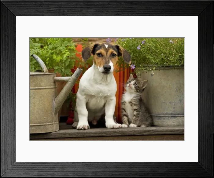 Framed Print : Dog - Jack Russell Terrier puppy (3 months old) with two month old kitten Framed Print : Dog - Jack Russell Terrier puppy (3 months old) with two month old kitten