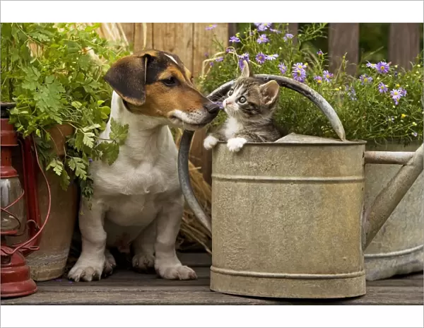 Dog - Jack Russell Terrier puppy (3 months old) with two month old kitten in watering can