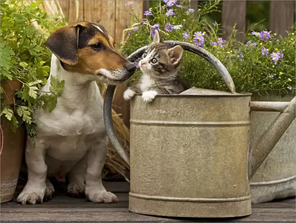 Dog - Jack Russell Terrier puppy (3 months old) with two month old kitten in watering can