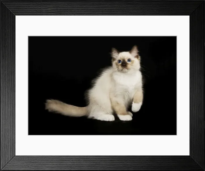 Framed Print : Cat - Ragdoll kitten Framed Print : Cat - Ragdoll kitten
