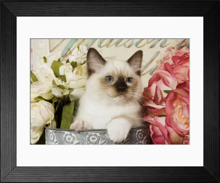Framed Print : Cat - Ragdoll Seal Kitten amongst flowers Framed Print : Cat - Ragdoll Seal Kitten amongst flowers
