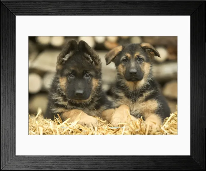 Framed Print : Dog - German Shepherd - two puppies Framed Print : Dog - German Shepherd - two puppies