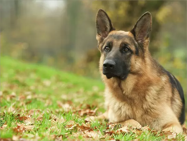 Dog - German Shepherd - adult