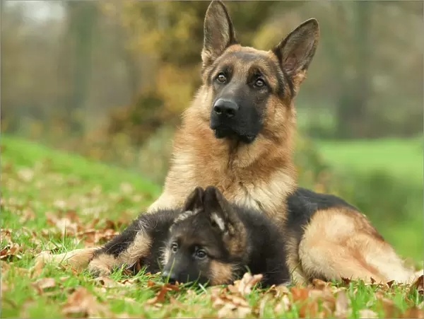 Dog - German Shepherd - adult with puppy