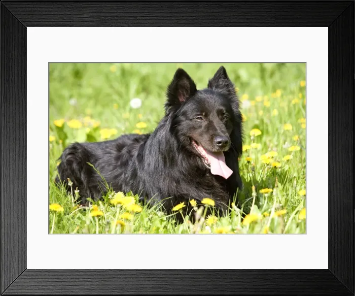 Framed Print : Groenendael / Belgian Shepherd Dog. Also known as Chien de Berger Belge Framed Print : Groenendael / Belgian Shepherd Dog. Also known as Chien de Berger Belge