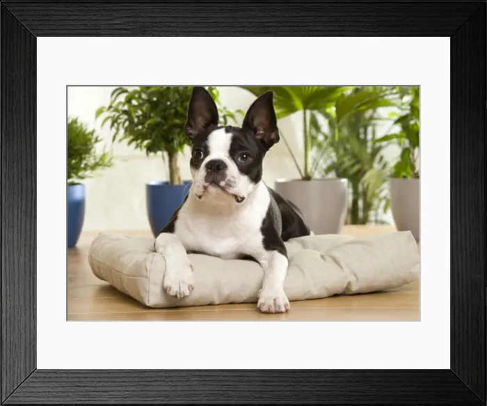 Framed Print : Dog - Boston Terrier Framed Print : Dog - Boston Terrier
