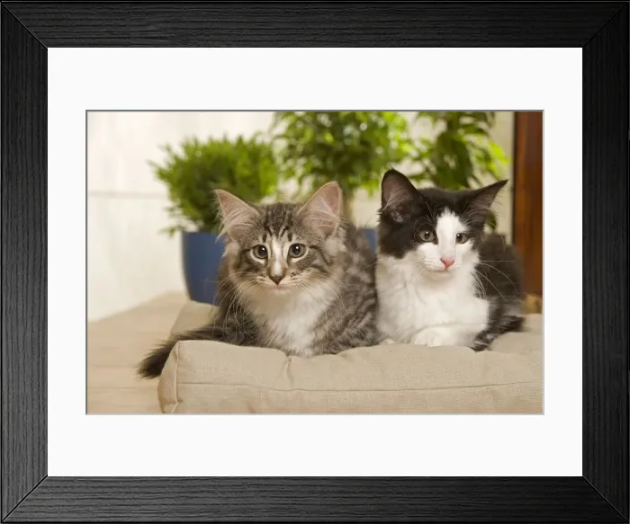 Framed Print : Norwegian Forest / Norsk Skogkat Cats Framed Print : Norwegian Forest / Norsk Skogkat Cats