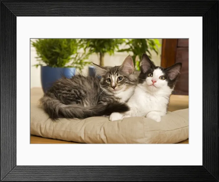 Framed Print : Norwegian Forest / Norsk Skogkat Cats Framed Print : Norwegian Forest / Norsk Skogkat Cats