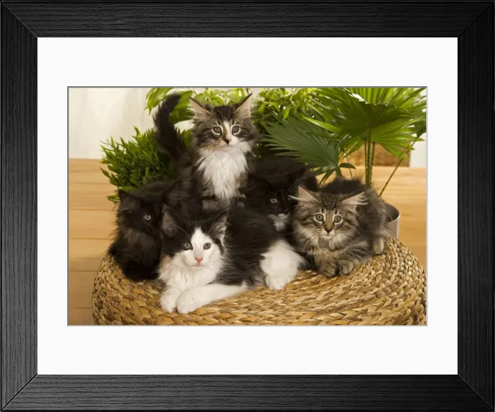 Framed Print : Norwegian Forest / Norsk Skogkat Cats Framed Print : Norwegian Forest / Norsk Skogkat Cats