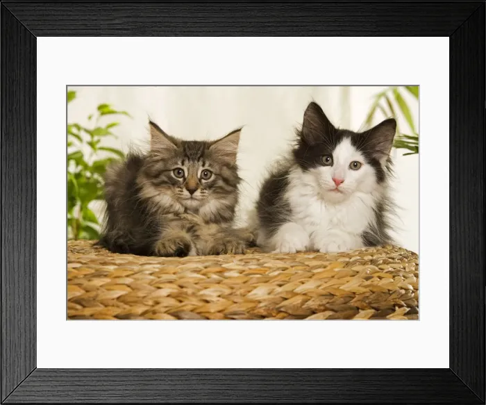 Framed Print : Norwegian Forest / Norsk Skogkat Cats Framed Print : Norwegian Forest / Norsk Skogkat Cats
