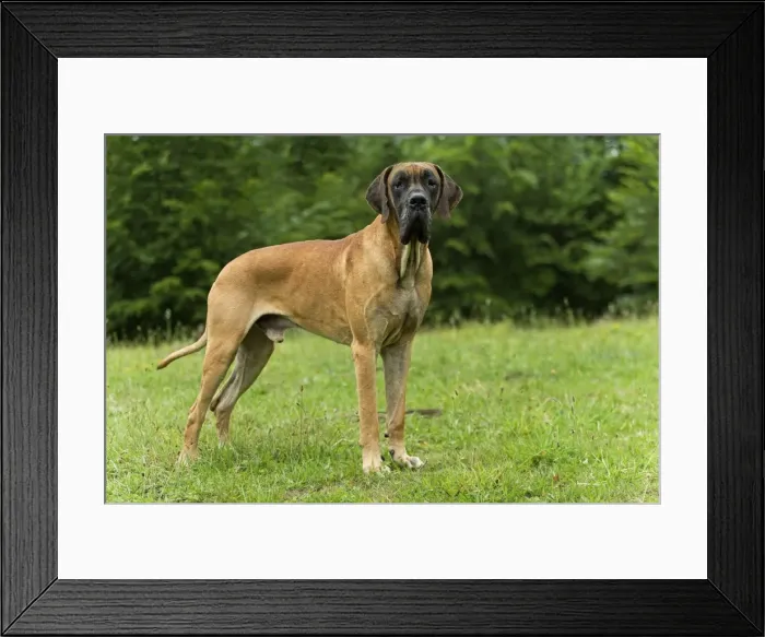 Framed Print : Great Dane Framed Print : Great Dane