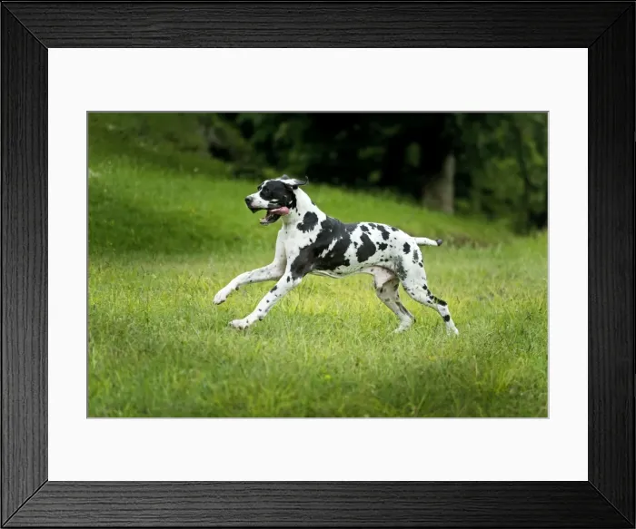 Framed Print : Great Dane - running Framed Print : Great Dane - running