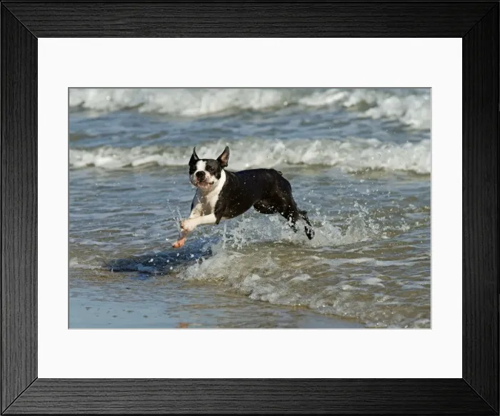 Framed Print : Dog - Boston Terrier running in sea Framed Print : Dog - Boston Terrier running in sea