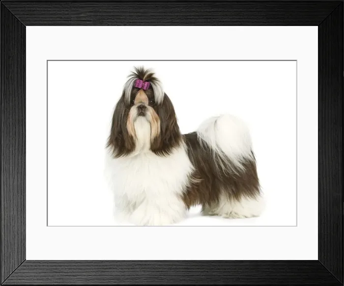 Framed Print : Dog - Shih-tzu with bow in hair