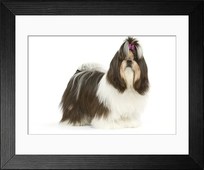 Framed Print : Dog - Shih-tzu with bow in hair Framed Print : Dog - Shih-tzu with bow in hair