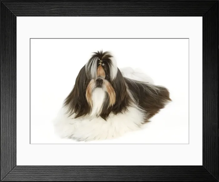 Framed Print : Dog - Shih-tzu with bow in hair Framed Print : Dog - Shih-tzu with bow in hair