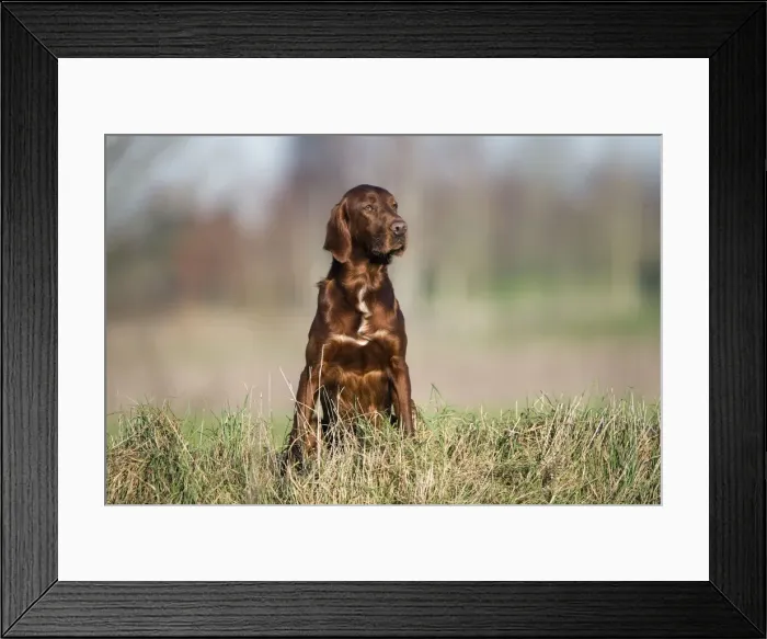 Framed Print : Irish / Red Setter Framed Print : Irish / Red Setter