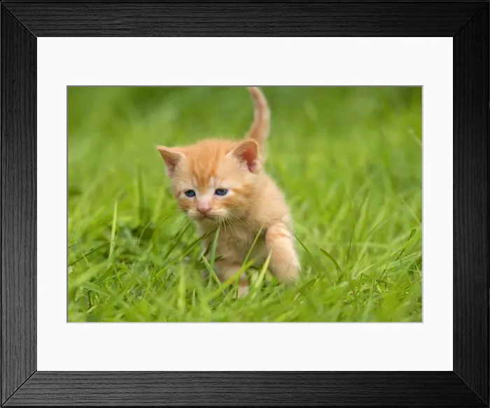 Framed Print : Cat - ginger kitten Framed Print : Cat - ginger kitten