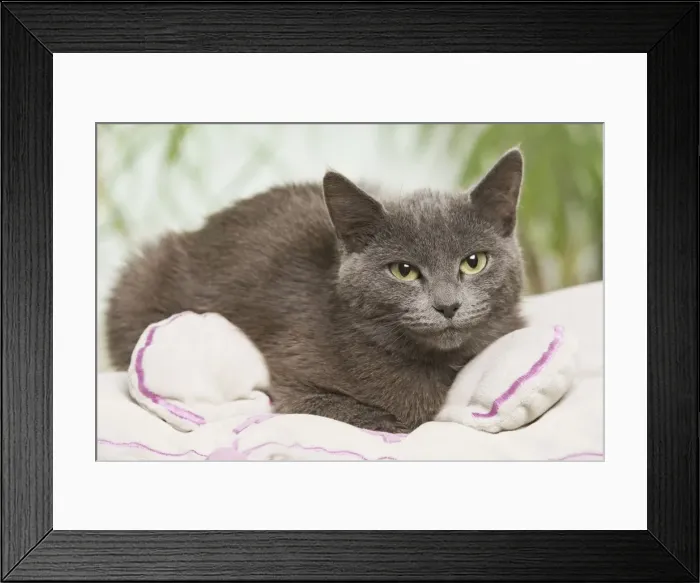 Framed Print : Grey Cat - lying down Framed Print : Grey Cat - lying down