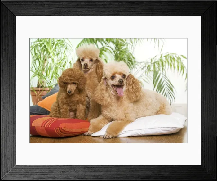 Framed Print : Poodle - three - apricot colour Framed Print : Poodle - three - apricot colour