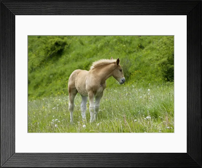 Framed Print : Light draught horse - foal Framed Print : Light draught horse - foal