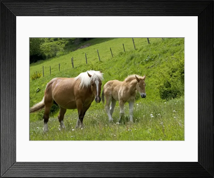 Framed Print : Light draught horse - with foal Framed Print : Light draught horse - with foal