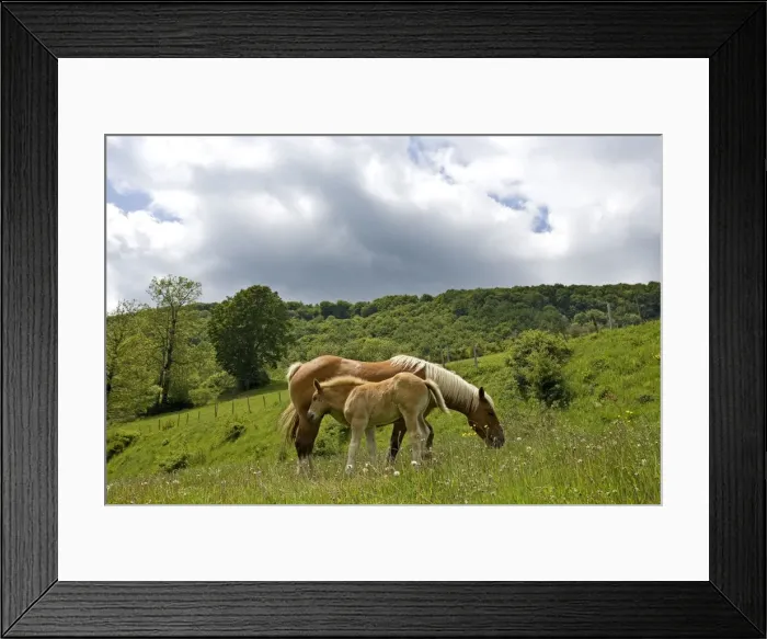 Framed Print : Light draught horse - with foal Framed Print : Light draught horse - with foal