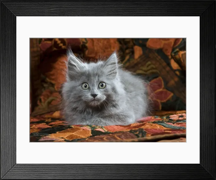 Framed Print : Cat - Grey Kitten - two months old Framed Print : Cat - Grey Kitten - two months old