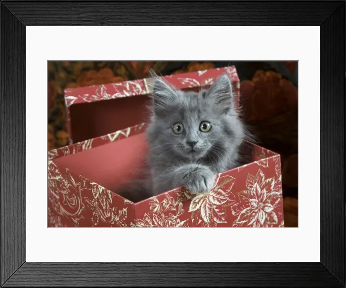 Framed Print : Cat - Grey Kitten - two months old