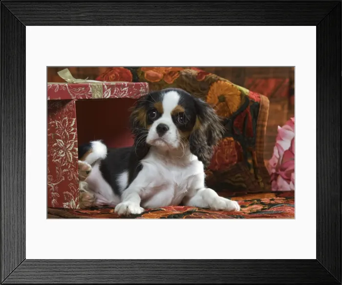 Framed Print : Cavalier King Charles Dog - puppy Framed Print : Cavalier King Charles Dog - puppy