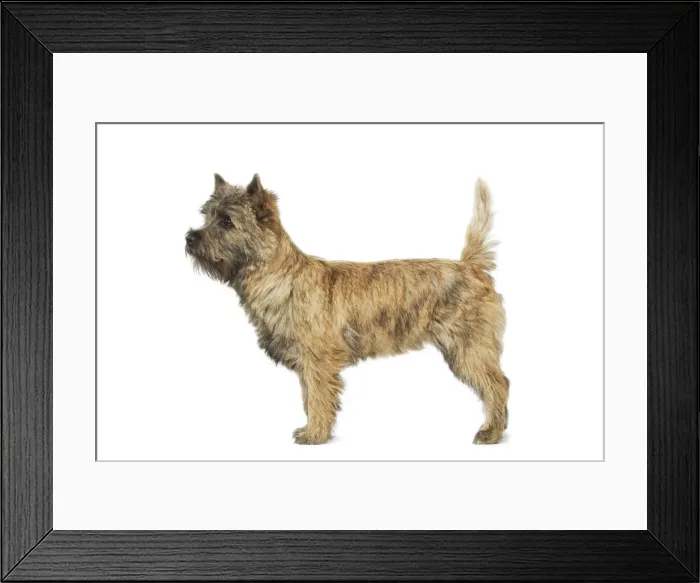 Framed Print : Cairn Terrier Framed Print : Cairn Terrier