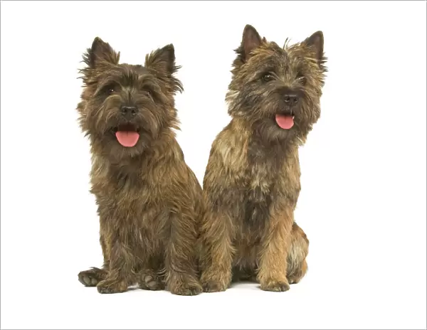 Cairn Terrier - two