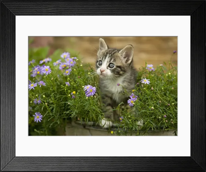 Framed Print : Cat - 8 week old kitten amongst flowers Framed Print : Cat - 8 week old kitten amongst flowers