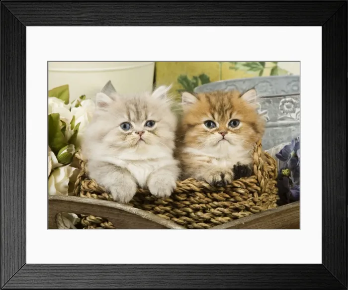 Framed Print : Cat - Golden shaded & blue shaded Persian kittens Framed Print : Cat - Golden shaded & blue shaded Persian kittens