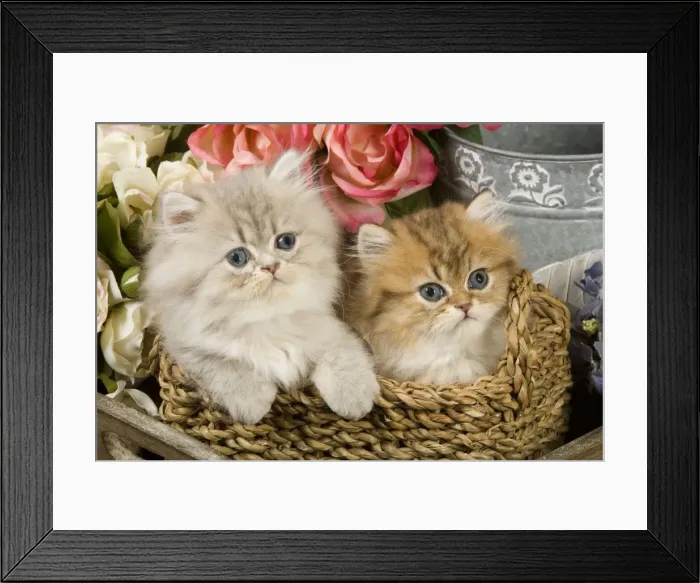 Framed Print : Cat - Golden shaded & blue shaded Persian kittens Framed Print : Cat - Golden shaded & blue shaded Persian kittens