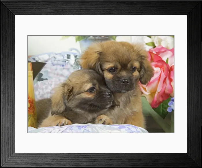 Framed Print : Dog - Tibetan spaniel puppies Framed Print : Dog - Tibetan spaniel puppies