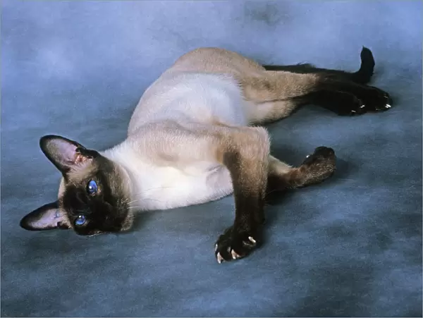 Cat - Siamese Seal Point - Lying down