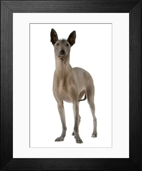 Framed Print : Dog - Mexican Hairless