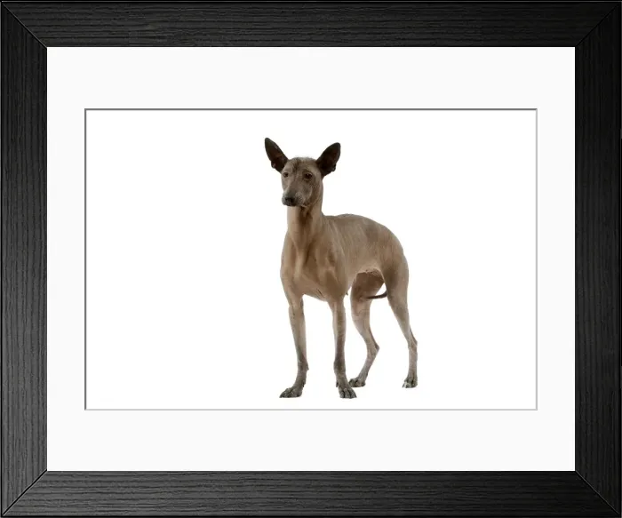 Framed Print : Dog - Mexican Hairless