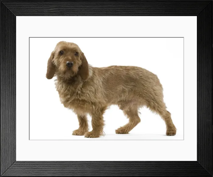 Framed Print : Dog - Basset Fauvende Bretagne Framed Print : Dog - Basset Fauvende Bretagne