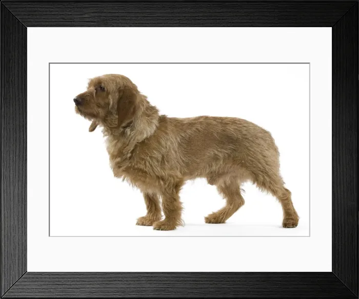 Framed Print : Dog - Basset Fauvende Bretagne Framed Print : Dog - Basset Fauvende Bretagne