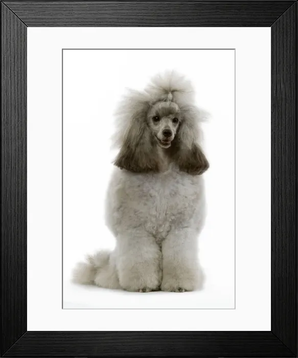 Framed Print : Dwarf Poodle - sitting Framed Print : Dwarf Poodle - sitting