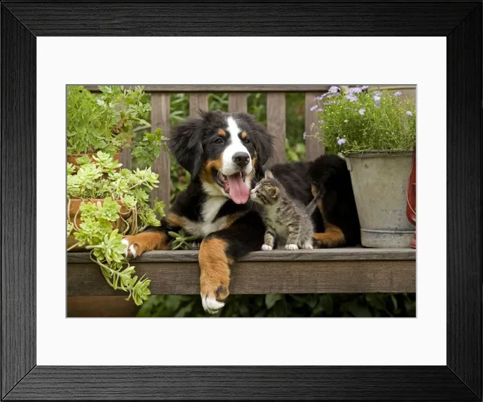 Framed Print : Bernese Mountain Dog - three month of puppy with two month old tabby kitten Framed Print : Bernese Mountain Dog - three month of puppy with two month old tabby kitten
