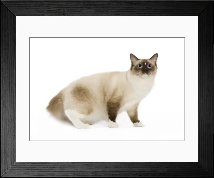Framed Print : Cat - Ragdoll Framed Print : Cat - Ragdoll