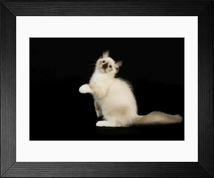 Framed Print : Cat - Ragdoll Framed Print : Cat - Ragdoll