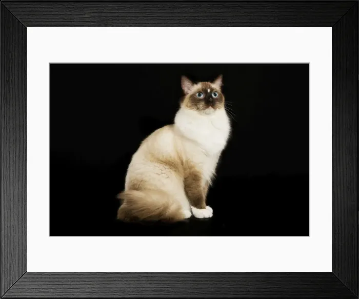 Framed Print : Cat - Ragdoll Framed Print : Cat - Ragdoll