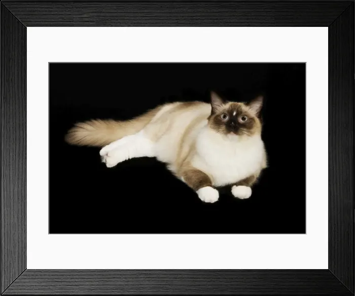 Framed Print : Cat - Ragdoll Framed Print : Cat - Ragdoll