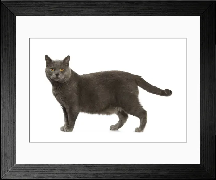 Framed Print : Chartreux Cat Framed Print : Chartreux Cat