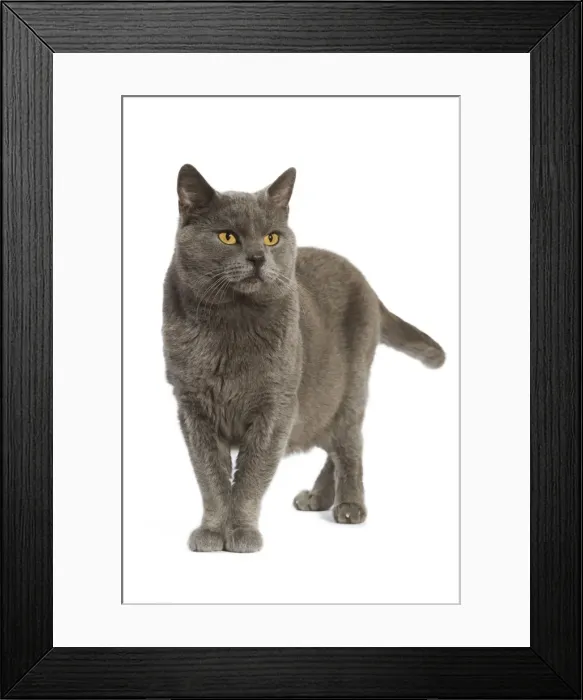 Framed Print : Chartreux Cat Framed Print : Chartreux Cat