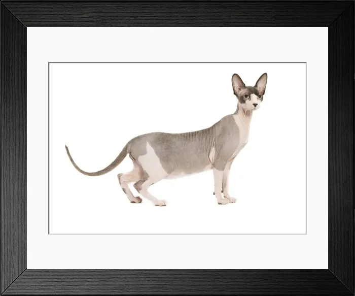 Framed Print : Dog - Sphinx Framed Print : Dog - Sphinx